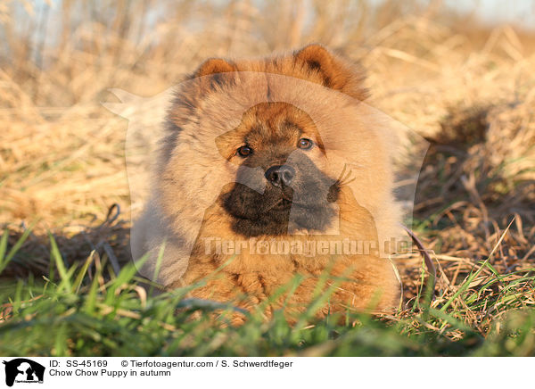 Chow Chow Puppy in autumn / SS-45169