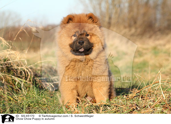 Chow Chow Puppy in autumn / SS-45170