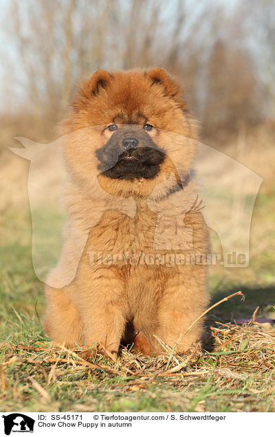 Chow Chow Puppy in autumn / SS-45171