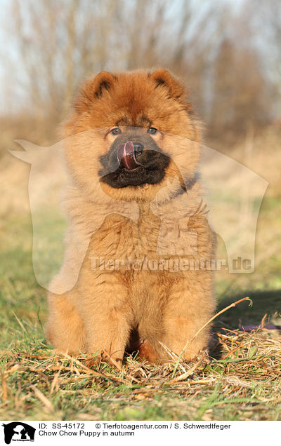 Chow Chow Puppy in autumn / SS-45172