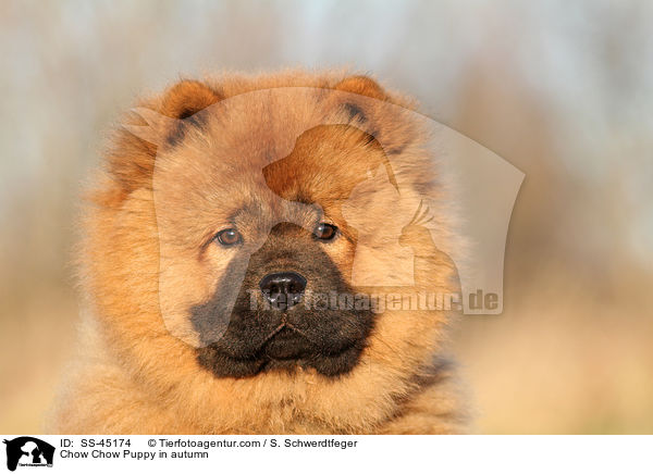 Chow Chow Puppy in autumn / SS-45174