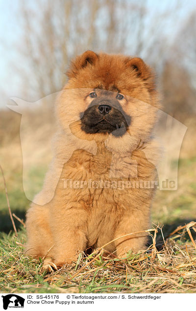 Chow Chow Puppy in autumn / SS-45176