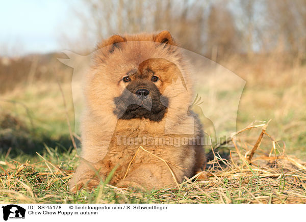 Chow Chow Puppy in autumn / SS-45178