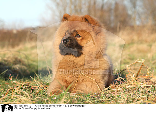 Chow Chow Puppy in autumn / SS-45179