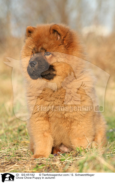 Chow Chow Puppy in autumn / SS-45182