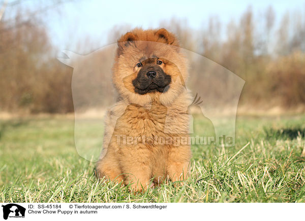 Chow Chow Puppy in autumn / SS-45184