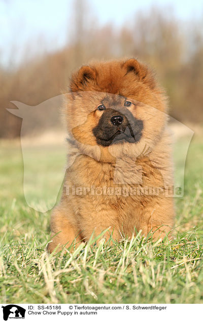 Chow Chow Puppy in autumn / SS-45186