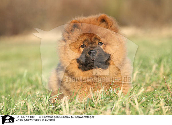 Chow Chow Puppy in autumn / SS-45189