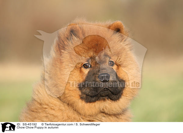Chow Chow Puppy in autumn / SS-45192