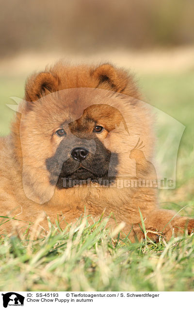 Chow Chow Puppy in autumn / SS-45193