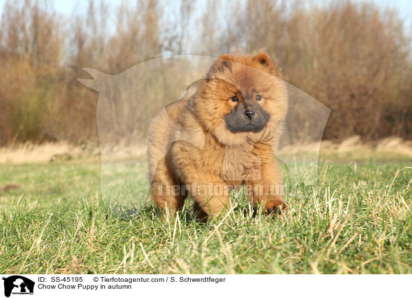 Chow Chow Puppy in autumn / SS-45195