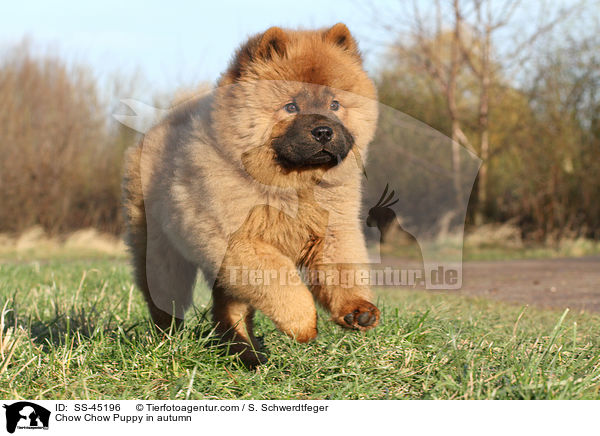 Chow Chow Puppy in autumn / SS-45196