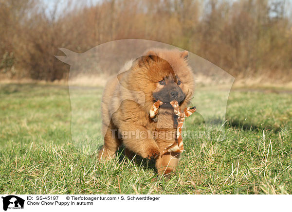 Chow Chow Puppy in autumn / SS-45197