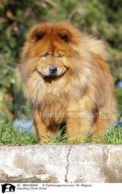 standing Chow Chow / MW-08869