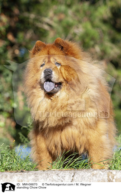 standing Chow Chow / MW-08870