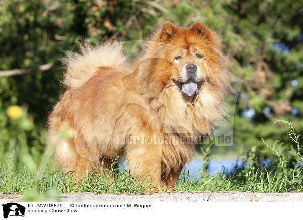 standing Chow Chow / MW-08875