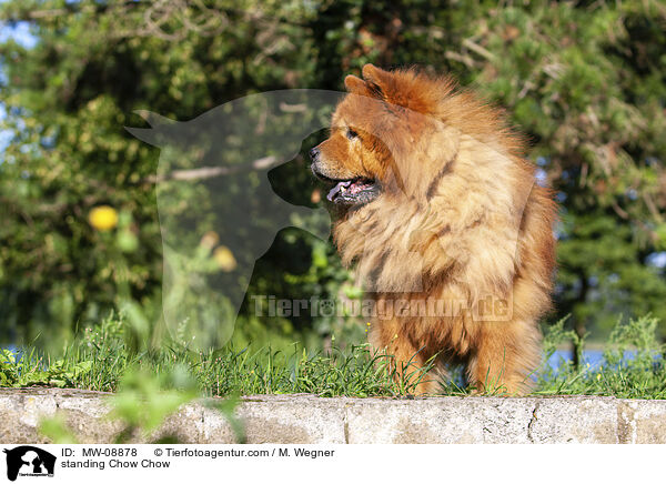 standing Chow Chow / MW-08878