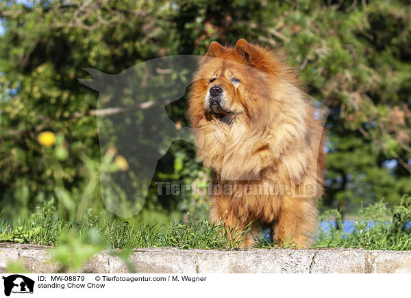 standing Chow Chow / MW-08879