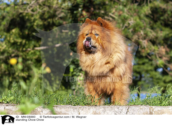 standing Chow Chow / MW-08880