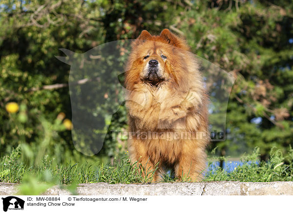 standing Chow Chow / MW-08884