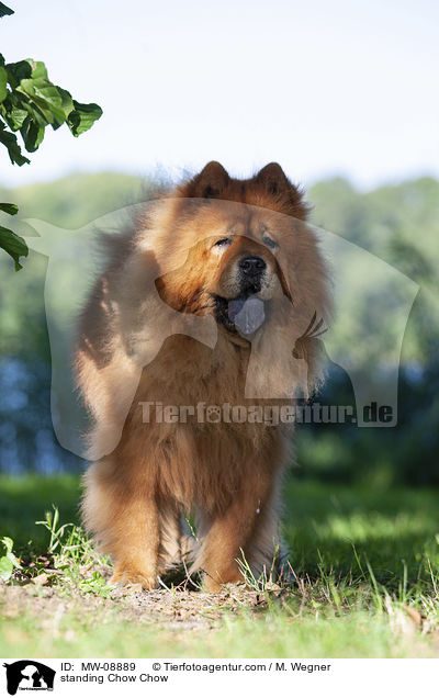 standing Chow Chow / MW-08889