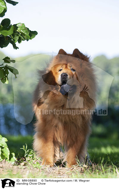standing Chow Chow / MW-08890