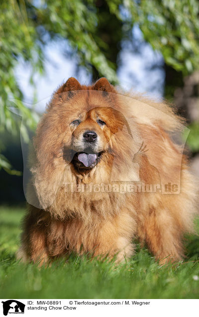standing Chow Chow / MW-08891