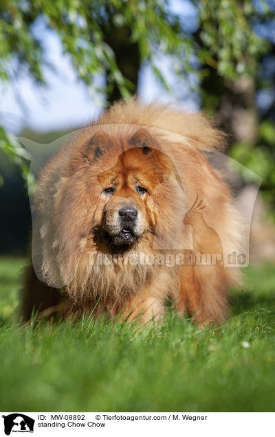 standing Chow Chow / MW-08892