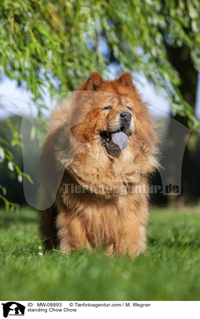 standing Chow Chow / MW-08893