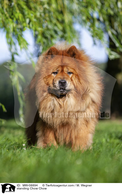 standing Chow Chow / MW-08894