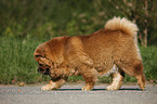 Chow Chow