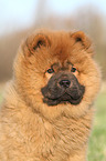 Chow Chow Puppy in autumn