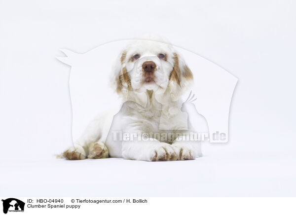Clumber Spaniel Welpe / Clumber Spaniel puppy / HBO-04940