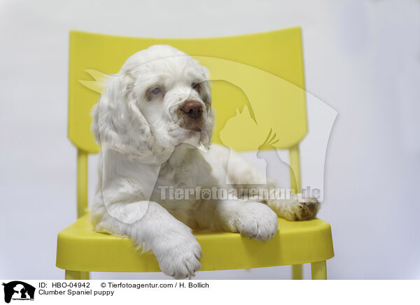 Clumber Spaniel puppy / HBO-04942