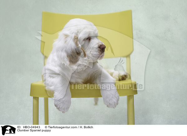 Clumber Spaniel puppy / HBO-04943