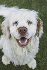 Clumber Spaniel