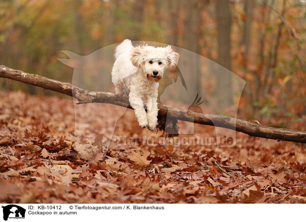 Cockapoo in autumn / KB-10412