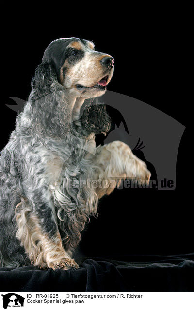 Cocker Spaniel gives paw / RR-01925