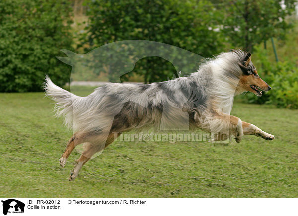 Collie in action / RR-02012