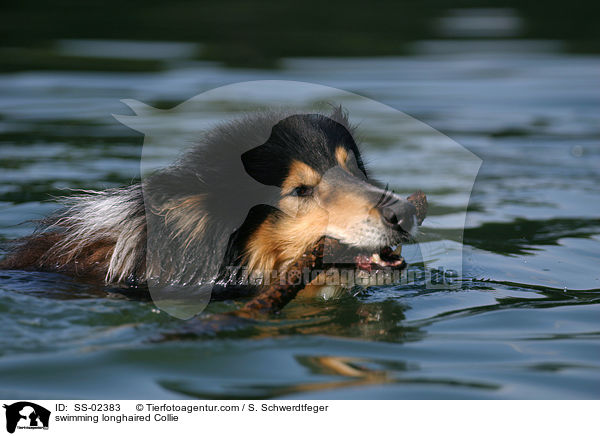 swimming longhaired Collie / SS-02383