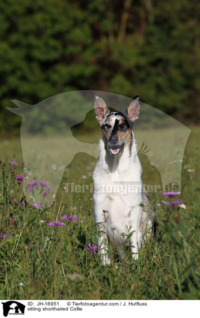 sitting shorthaired Collie / JH-16951