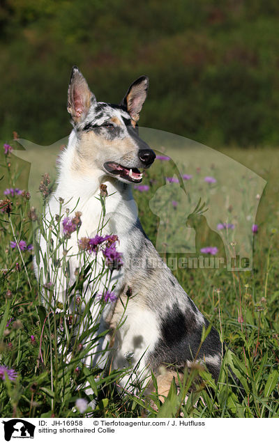 sitting shorthaired Collie / JH-16958