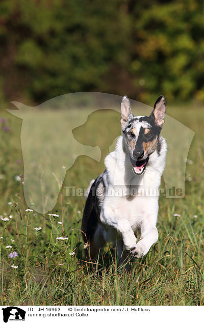 running shorthaired Collie / JH-16963