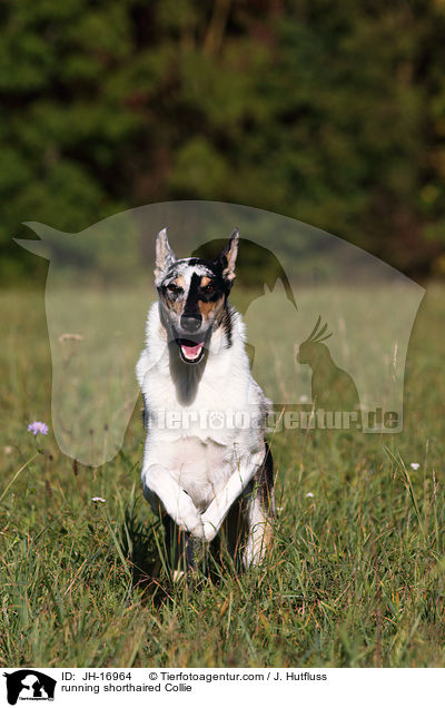 running shorthaired Collie / JH-16964