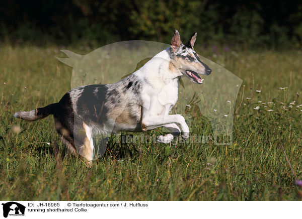 running shorthaired Collie / JH-16965