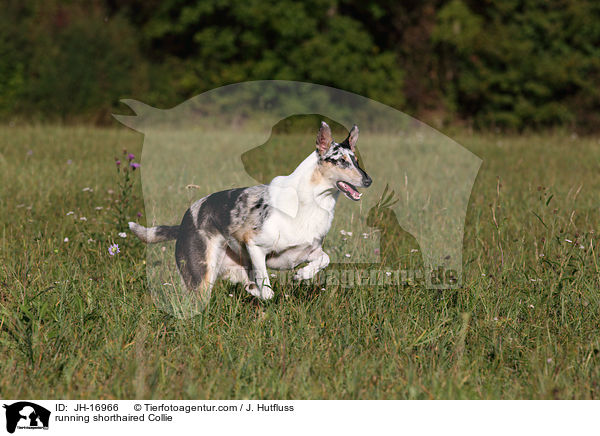 running shorthaired Collie / JH-16966