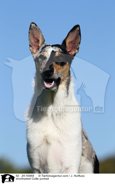 shorthaired Collie portrait / JH-16968