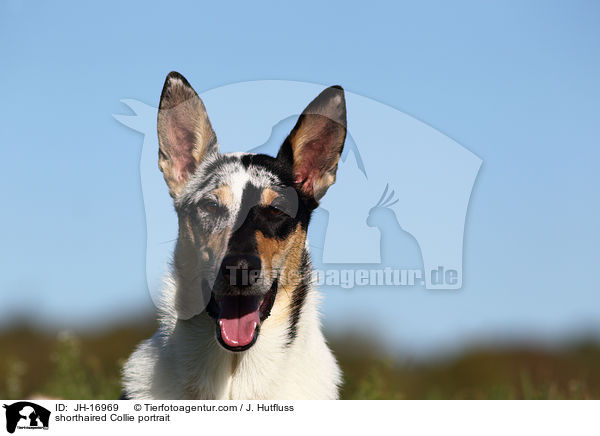 shorthaired Collie portrait / JH-16969