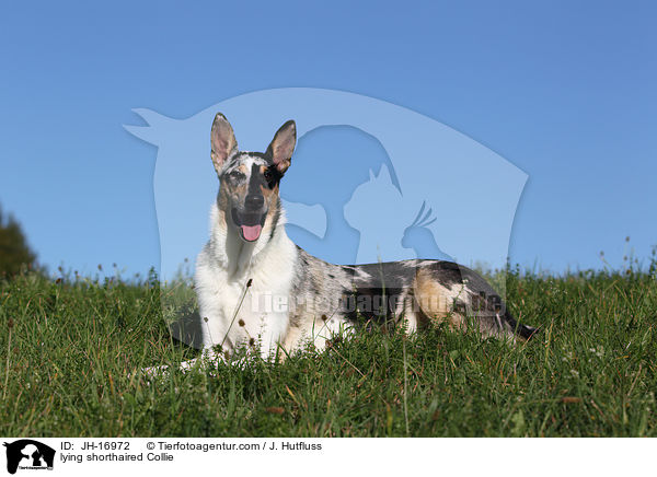 lying shorthaired Collie / JH-16972