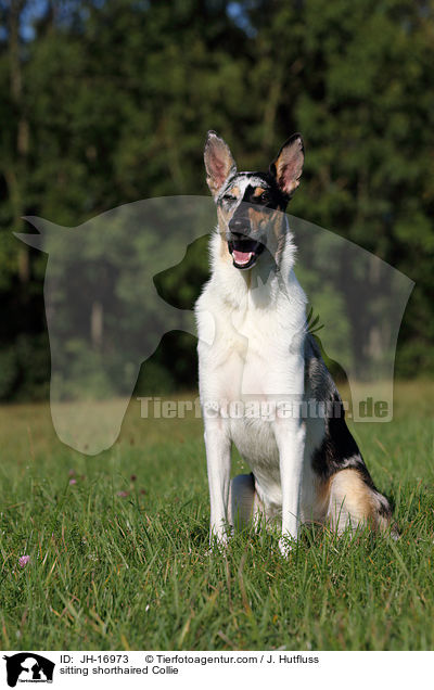 sitting shorthaired Collie / JH-16973